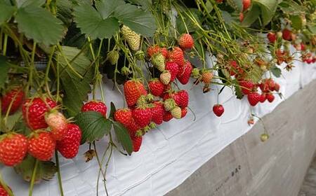 群馬県産いちごセット＜やよいひめ4パック＞【2026年3月1日〜5月15日発送】(各220g以上×4パック) いちご やよいひめ 群馬県産 オリジナル品種 苺 イチゴ セット 詰合せ 果物 フルーツ 