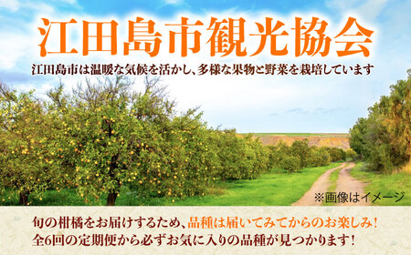 【全6回定期便】江田島市から旬の柑橘類をお届け！お楽しみ福袋 みかん フルーツ 果物 数量限定 期間限定 江田島市/江田島市観光協会[XAI009]