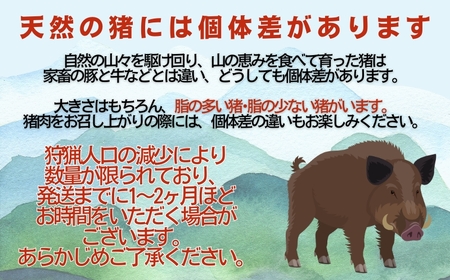 猪 イノシシ ジビエ 肩 ロース 500g （ 5個 /  月 限定 ） ジビエ ジビエ ジビエ ジビエ ジビエ 愛媛県 愛南町 愛南ジビエ 