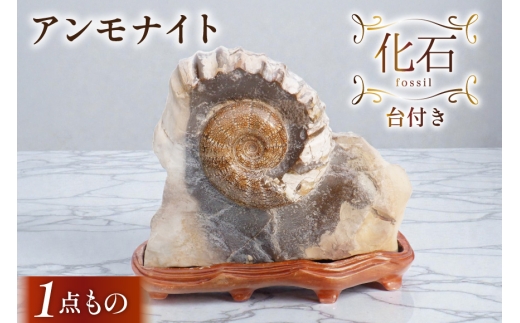 化石 アンモナイト 羽幌産 台付き [加藤樹石苑 北海道 歌志内市 01227an021] 1点物 北海道産 インテリア 置物 コレクション 鉱石