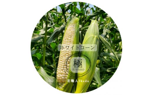 L012　ホワイトコーン極－Ｋｉｗａｍｉー（レギュラー）
