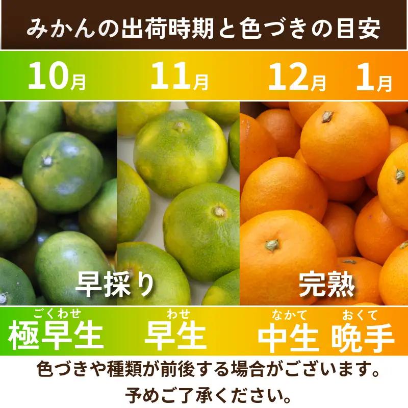 【2026年12月順次発送】温州みかん 3kg 完熟 みかん