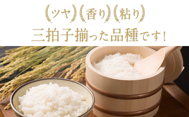 令和6年産 新米 早期先行予約受付中 ひのひかり 白米 10kg 《11月‐12月より出荷予定》 熊本県産 白米 精米 氷川町 ひの 送料無料 ヒノヒカリ コメ 便利 ブランド米 お米 おこめ 熊本 