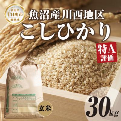 ふるさと納税 十日町市 魚沼産 川西 こしひかり 30kg 玄米 新潟県産お米 産地直送  十日町