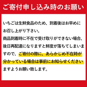 i403 ＜先行予約受付中！2025年1月上旬から4月上旬の間に発送！＞【期間・数量限定】いちご紅ほっぺ(計約1kg・250g×4P) いちご 苺 イチゴ 果物 くだもの フルーツ 旬 甘酸っぱい 紅