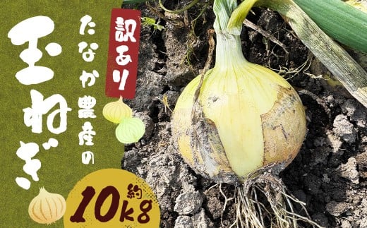 【先行予約】 【訳あり】 たなか農産の柳川産 玉ねぎ 約10kg 【2026年6月下旬～8月上旬迄順次発送予定】 訳アリ 理由あり わけあり 乾燥玉葱 玉葱 玉ねぎ たまねぎ 乾燥野菜 野菜 国産 九州 福岡県 柳川市 常温