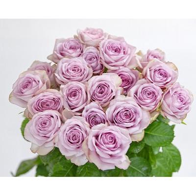 ふるさと納税 寒河江市 【紫系】薔薇の花 20本×長さ60cm (切り花延命剤付属)※ 配送不可 沖縄・離島