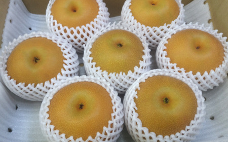 市川の梨　あきづき　3kg（5～8個入り）　【12203-0085】