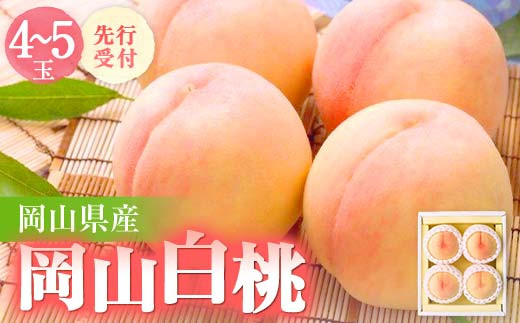 
                  ◆先行受付◆　岡山県産　岡山白桃4～5玉　2026年発送_桃 もも モモ 岡山白桃 白桃 果汁たっぷり 高級フルーツ 夏 秋 ギフト プレゼント 果物 くだもの フルーツ 岡山県 津山市 産直 産地直送 送料無料【1349771】
                