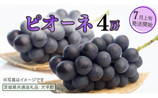ピオーネ ４房【2025年7月上旬発送開始】(茨城県共通返礼品：大子町) ブドウ ぶどう 葡萄 ピオーネ 果物 フルーツ 果実