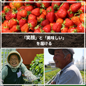 【2027年1月より順次発送】 いちご さちのか 約1.6kg (約200g×8パック) いちご