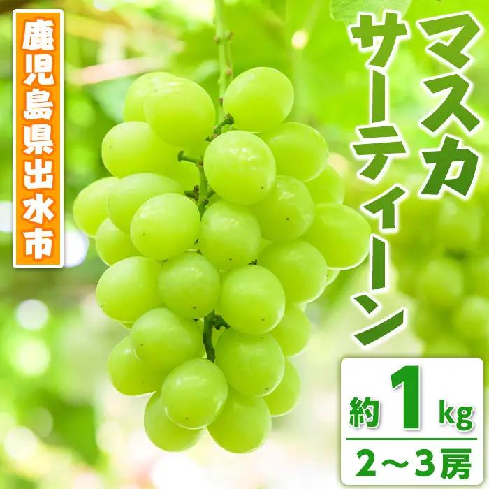 【先行予約】 マスカサーティーン 約1kg 2～3房 ぶどう フルーツ 【眞鍋果樹園】 i972