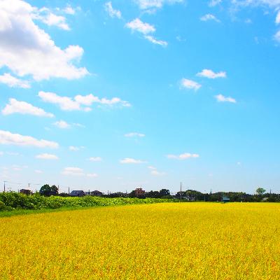 ふるさと納税 土浦市 【数量限定】令和7年産 茨城県産 ミルキークイーン 精米 5kg 茨城 の美味しい お米 白米 |  | 01