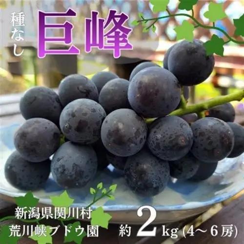 【先行予約】ぶどうの王様!種なし巨峰 約2kg [荒川峡ブドウ園]_種なし 巨峰 ぶどう 関川村産 フルーツ_【配送不可地域：離島】【1243930】