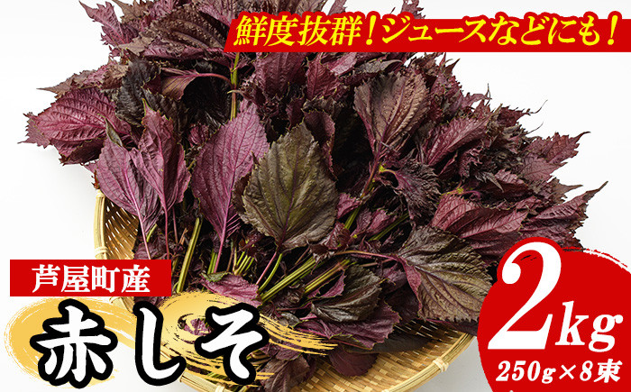 
                  ＜先行予約受付中！2026年6月上旬より順次発送予定＞ 福岡県芦屋町特産 赤しそ (計2kg・250g×8束) 紫蘇 シソ あかしそ 赤しそ 芦屋町産 しそジュース 葉 手作り 手づくり 野菜 やさい 生鮮品 【朝ごはん本舗】as05-067
                