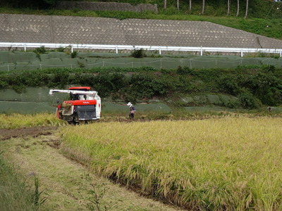 米 20kg / こしひかり 能登の心米（玄米20kg）/10kg×2袋　※2024年10月中旬頃より順次発送予定