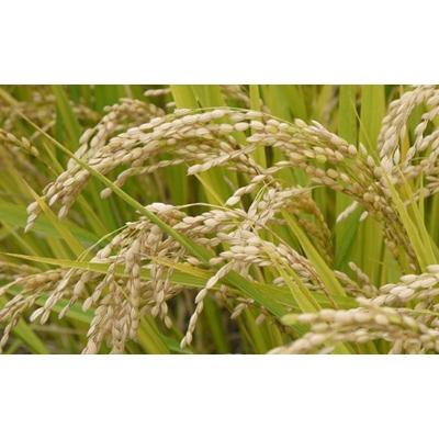 ふるさと納税 高山市 飛騨産コシヒカリ(さとう 特選米)5kg a551 |  | 02