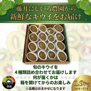 【先行予約】キウイ 4種アソート 約1.9kg 山口県阿武町産【2026年11月～2027年2月発送】