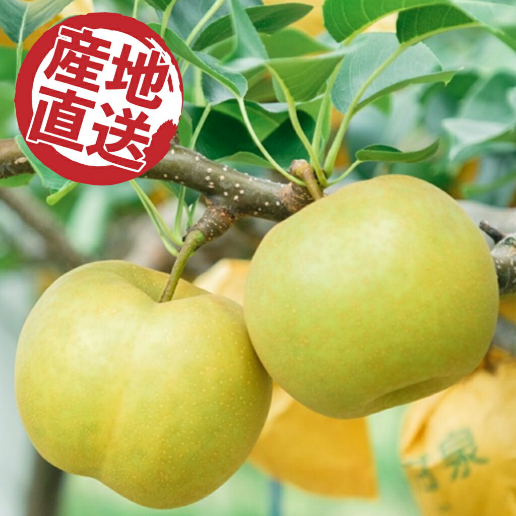 【ふるさと納税】145．鳥取県の梨「新甘泉」秀品　5kg　8～14玉 ／ しんかんせん フルーツ 果物 梨 産地直送