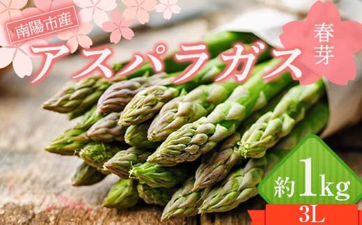 【令和7年産先行予約】 アスパラガス (春芽) 約1kg (3Lサイズ  約20～25本前後) 《令和7年5月～発送》 『生産者 紺野 幸陽』 グリーン 山形南陽産 農家直送 山形県 南陽市 [2243]