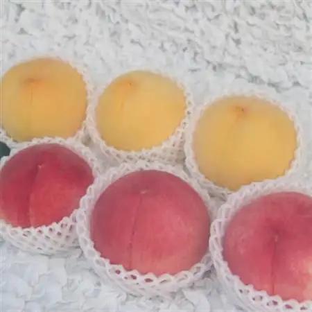 【2027年発送先行受付】山梨市産　白桃と黄金桃の食べ比べセット　約2kg(5～8玉)【配送不可地域：離島】【1431881】