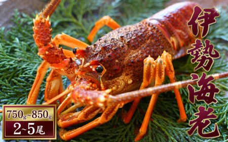 伊勢エビ 天然（活）2～5尾 750～850g【2025年10月中旬頃から2026年3月末までに順次発送（1月は漁不可）】 / 伊勢海老 伊勢エビ 伊勢えび 海老 エビ 海産 海鮮 海の幸【enk002】