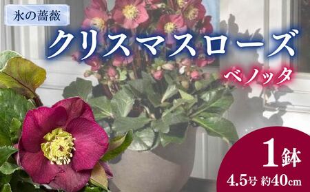 花 クリスマスローズ 鉢植え 氷の薔薇 ベノッタ 開花株 4.5号 冬 季節 ガーデン ガーデニング 庭 贈答 プレゼント ギフト 植物 オンライン決済限定