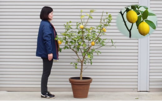 
苗木 特大サイズ レモンの木鉢植え ブラウン鉢 1個 配送不可 北海道 沖縄 離島
