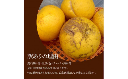 【先行予約】本場、高知県土佐市産！土佐水谷農園の露地土佐文旦 家庭用10キロ 10kg 大小混合（L～上限なし：16玉前後）〈2027年1月20日～発送〉 訳あり 文旦 柑橘 フルーツ【土佐水谷農園】