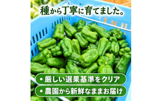 秀品 ピーマン 1.5kg |  国産 野菜 やさい 新鮮野菜 旬 産地直送 農園直送 お取り寄せ おかず 食品 食材 炒め物 肉詰め サラダ 天ぷら BBQ バーベキュー お弁当 大容量 高知県 南