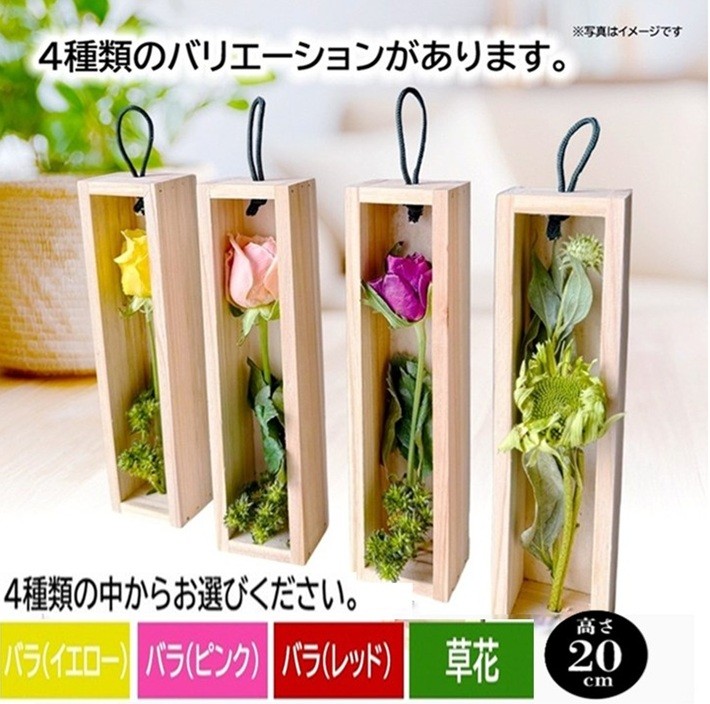 
                  ＜4種類から選べる＞水のいらない花　ゼロフラワー「花いちりん」 S　SL0277
                