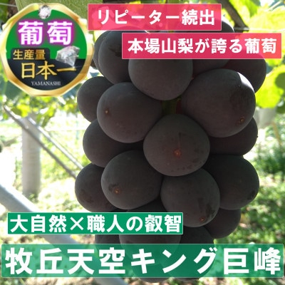 
            ＜2025年先行受付＞2025年9月中旬発送「幻の牧丘天空キング巨峰」 約1kg(2～3房)【1473331】
          