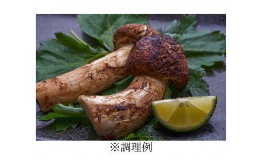 岩泉まつたけ 直送 500g【配送不可地域：離島】