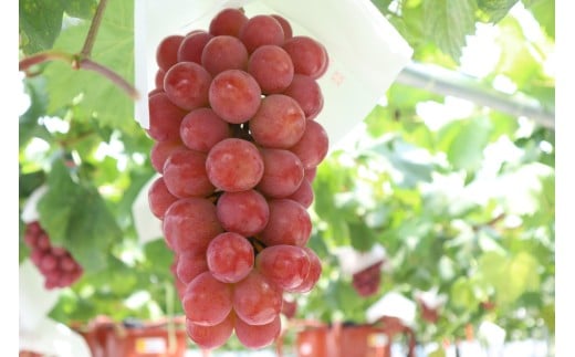 クール配送 山梨県限定品種 サンシャインレッド 合計1.2kg以上【2026年発送】（MS）D-127 【サンシャインレッド ぶどう 葡萄 ブドウ 令和8年発送 期間限定 山梨県産 甲州市 フルーツ 果物 クール便】