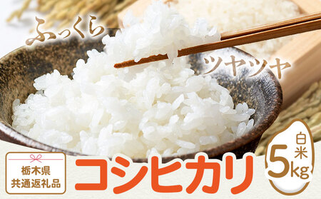米 お米 コシヒカリ 5kg 令和7年産 江戸屋農産株式会社《30日以内に出荷予定(土日祝除く)》 栃木県産 コメ 米 こしひかり コシヒカリ5kg 5キロ【栃木県共通返礼品】
