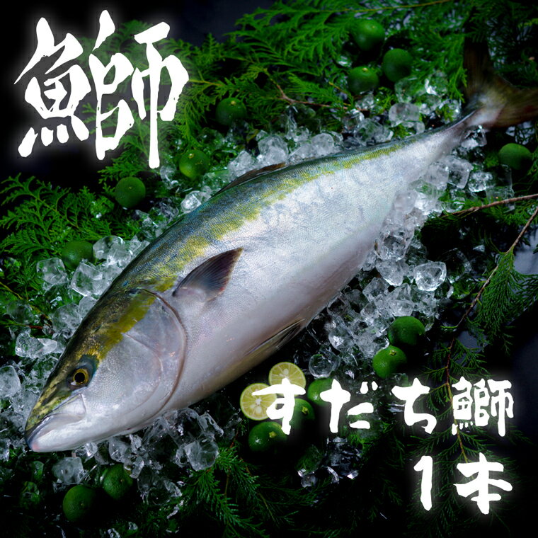 【ふるさと納税】ぶり 《 すだちブリ 》【 期間限定・申込は12月14日まで 】 徳島県産 ぶり 一本 約5.0kg ブリ ブランド鰤 鳴門 | 送料無料 刺身 真空パック クール便 すだちブリ 鳴門北灘漁場 ビタミンE 抗酸化作用 期間限定 国産