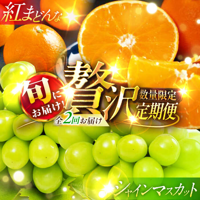 【ふるさと納税】 【先行予約】【11月下旬から順次発送】紅まどんな 約 6kg（ 4L 〜 2L サイズ 8〜12 玉入 計 3kg×2箱 ） | 人気 おすすめ 大洲市/愛媛たいき農業協同組合[AGAO016] 40000 40000円