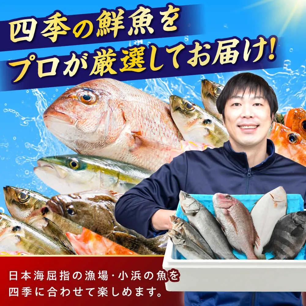 【加福鮮魚】「若狭小浜湾産地直送」旬の天然鮮魚お任せセット！ 計2kg以上 地魚 下処理済み 刺身 煮魚 小浜市 / 加福鮮魚【配送不可地域：北海道、北東北（秋田、青森、岩手）、九州、沖縄、離島】  
