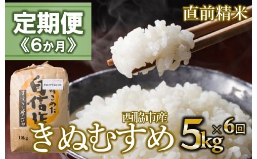 【定期便 6か月 きぬむすめ】白米5kg（6か月連続お届け）新米 2025年産  米 お米 米5㎏ お米5㎏ 兵庫県産 きぬむすめ キヌムスメ 西脇市産 定期 連続 6回 6か月 令和7年産 精米 便利 らくちん ラク