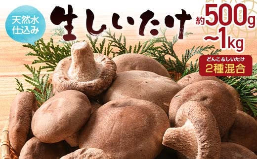 
            【選べる容量】天然水仕込み生しいたけ 2種混合 約500g 約1kg 農家直送 生しいたけ シイタケ 椎茸 どんこ 混合 ミックス ご当地 グルメ 食品 1万円以下 F6L-1072var
          