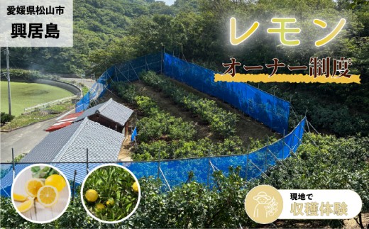 興居島産 レモンの木 1本収穫オーナー権  |  オーナー制度  収穫体験 柑橘 レモン れもん  愛媛県 松山市 興居島 オーナー