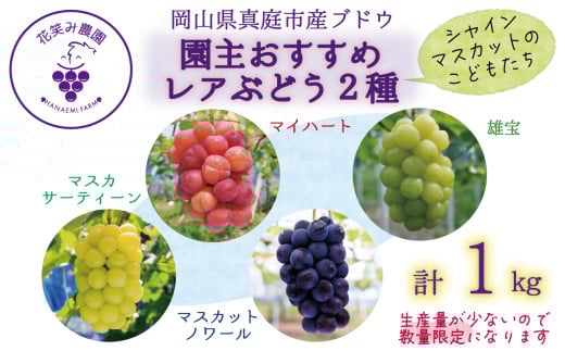 hana64.岡山　花笑み農園　『園主おすすめレアぶどう2種セット』～シャインの子供たち～