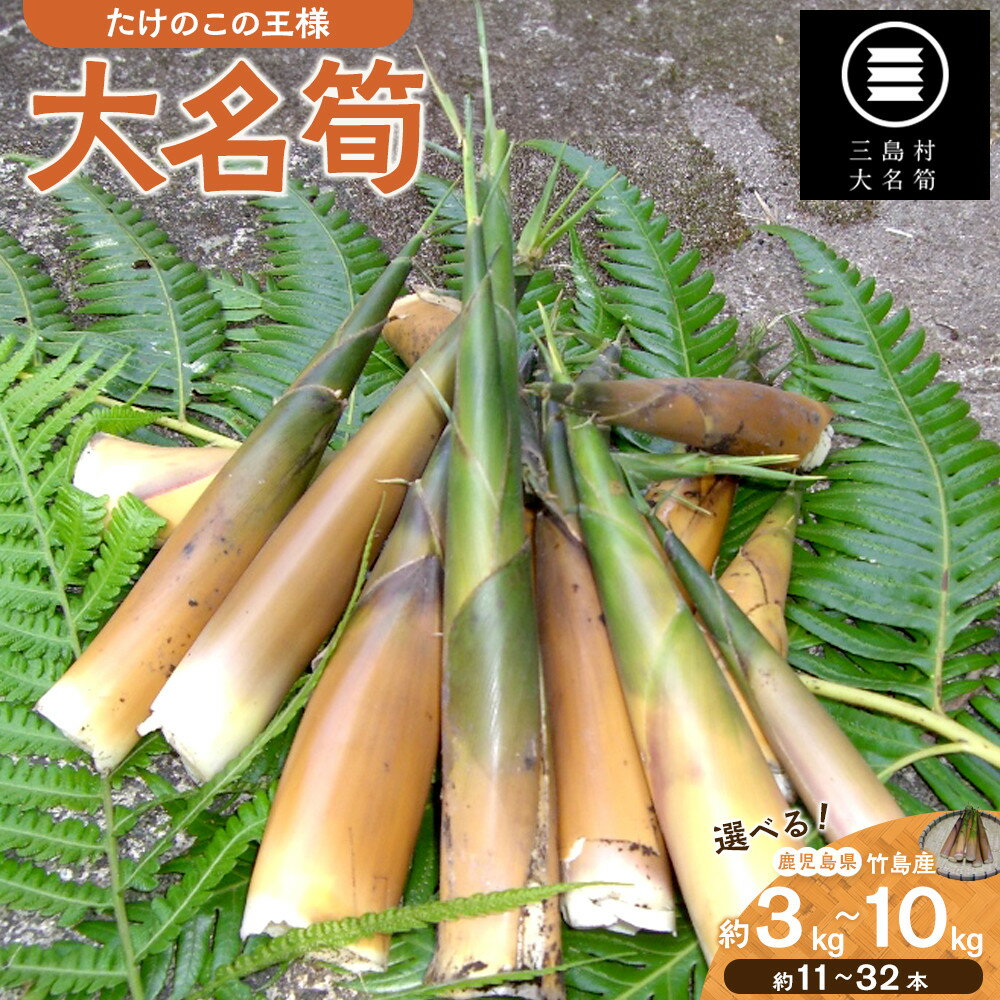 【ふるさと納税】選べる容量3種【2026年お届け】大名筍 ( 竹島産 ) 3kg 5kg 10kg | 先行受付 アク抜き不要 筍の王様 高級食材 絶品 たけのこ タケノコ 筍 竹の子 野菜 やさい 山菜 人気 送料無料 鹿児島県 鹿児島 九州