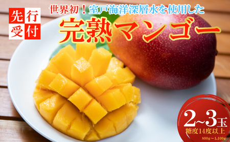 【令和8年7月上旬ごろより発送】 マンゴー 2～3玉入り アーウィン アップルマンゴー 完熟 先行予約 先行受付 家庭用 果物 フルーツ 贈答