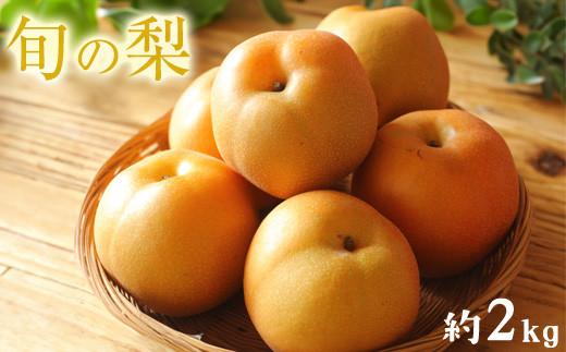 梨 予約 旬の梨（幸水梨 豊水梨 あきづき 甘太 新興梨 晩三吉梨 のいずれか）約 2kg （2-6玉）なし フルーツ 果物 新鮮 クール便 熊本県 荒尾市産 フレッシュフーズ 《7月中旬-11月中旬頃出荷》