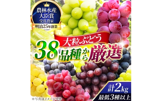 【38品種から厳選】大阪・柏原から届く「旬の宝石箱」大粒ぶどう詰め合わせ（シャインマスカット1房含む）約2kg（2026年先行予約 8月下旬～9月上旬発送分）