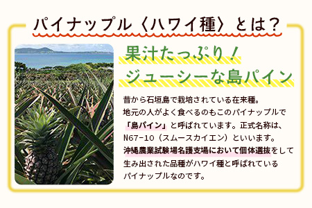 【予約受付】石垣島産 有機パイナップル・ハワイ種 3玉（約2.8kg前後)〈常温〉《7月上旬～順次発送予定》｜パイナップル パインアップル 石垣島パイン フルーツ 果物 くだもの 南国フルーツ 国産パ