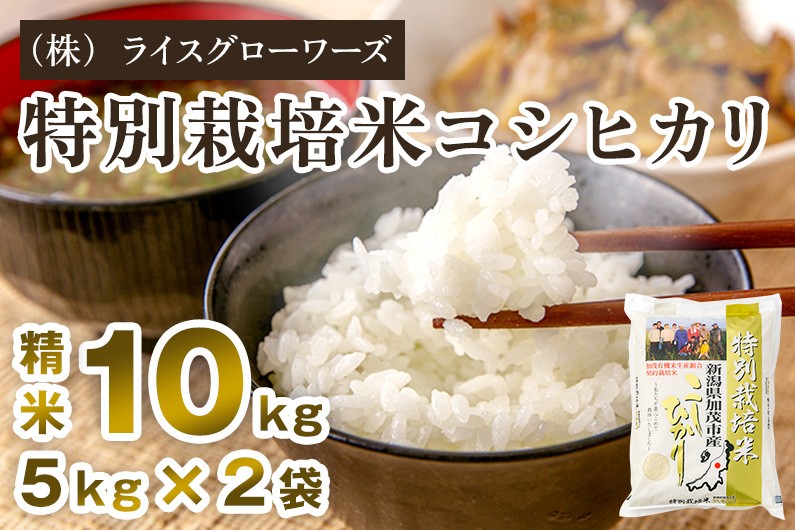 
                  【令和7年産】新潟県加茂市産 特別栽培米コシヒカリ 精米10kg（5kg×2） 《順次出荷》 従来品種コシヒカリ 新潟県産コシヒカリ 新潟産コシヒカリ 新潟コシヒカリ 新潟県産こしひかり 新潟産こしひかり 新潟こしひかり コシヒカリ こしひかり お米 白米 米  （株）ライスグローワーズ
                