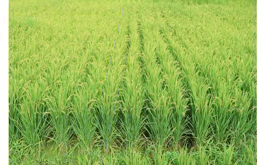 BE109【新米】低温熟成米（ヒノヒカリ・精米）　3kg(1.5kg真空パック×2袋)