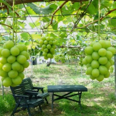 ふるさと納税 三条市 先行受付 シャインマスカット2kg(3~5房) 令和8年度 贈答用 渡辺果樹園 【034S008】 |  | 02